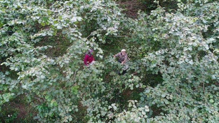 Araplar, Karadeniz’de konut ve fındık bahçelerine yöneldi