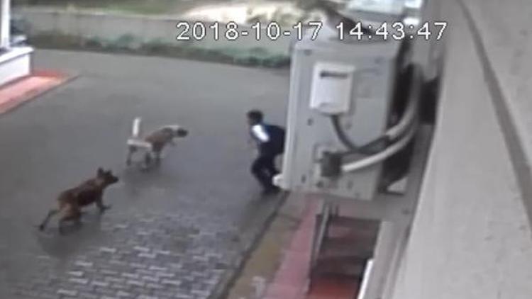 Okul çıkışında köpeklerin saldırdığı çocuk yaralandı