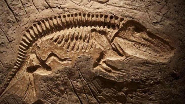 Moğolistanda 120 milyon yıllık dinozor fosili bulundu