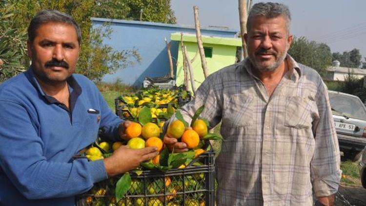 İncirliovalı mandalina üreticisi fiyattan yakındı