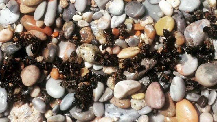 Denize düşen arılar sahile vurdu