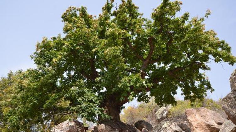 Niğde’de 500 yıllık kestane ağacı koruma altına alındı
