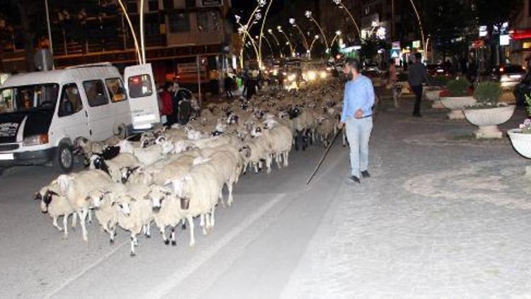 Yayladan dönen koyun sürüsü kent merkezinden geçti