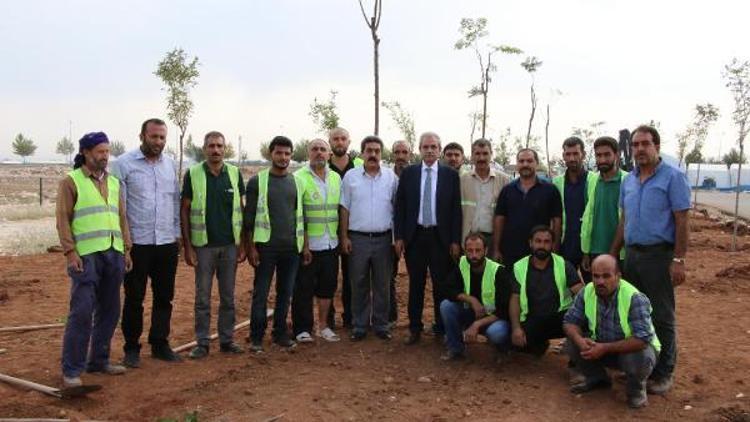 Haliliye’de ağaçlandırma çalışması