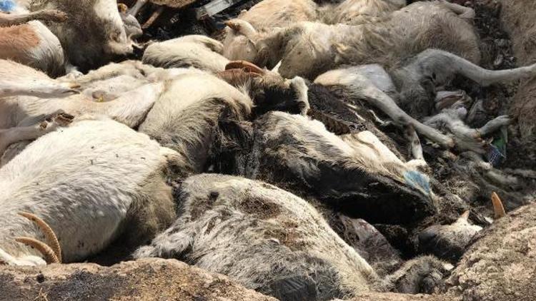 Çiftlikte aç kalan 150 keçi telef oldu