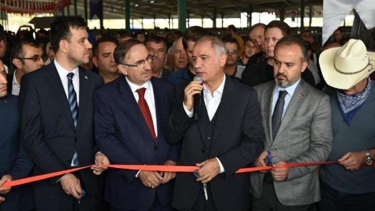 Güney Marmaranın en büyük canlı hayvan pazarı açıldı