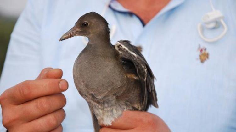 Su Tavuğunu avcılar vurdu, öğrenciler veterinere yetiştirdi