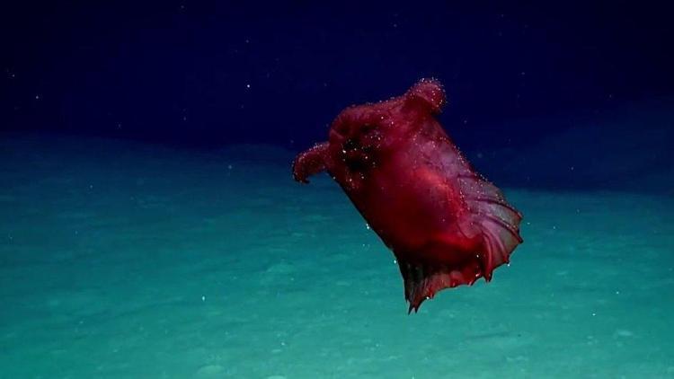 Güney Okyanusunda ilk kez görüntülendi: Başsız tavuk canavarı