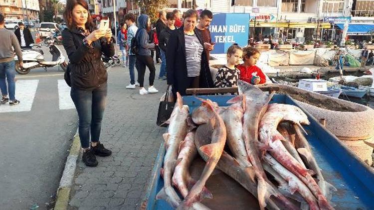 Geliboluda yakalanan köpek balıkları, Yunanistana satılacak
