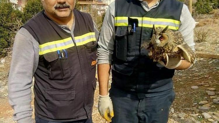 Yüksek gerilim hattına takılan baykuş kurtarıldı