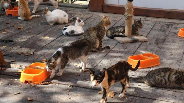Kasabadaki kediler, Mozartın Türk Marşı ile yemek yiyor