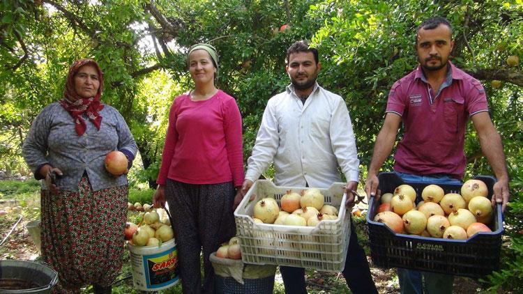 Mersin’de tescilli nar hasadı başladı