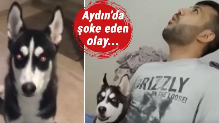 Köpeğine suni teneffüs yapınca ölümden döndü