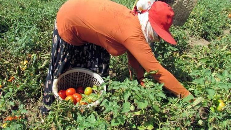 Tarım işçilerinin sorunlarına çözüm bulunmalı