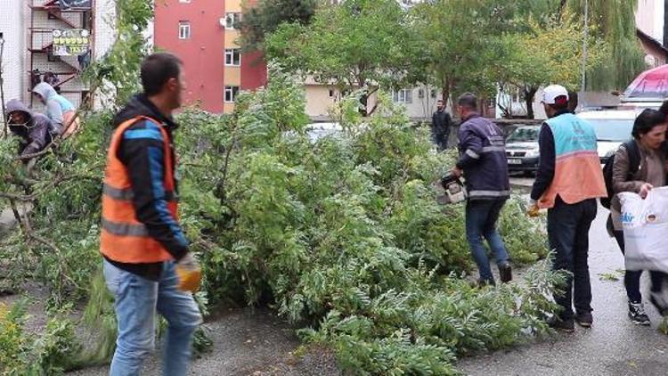 Erzurum’da kuvvetli rüzgar ağaç devirdi
