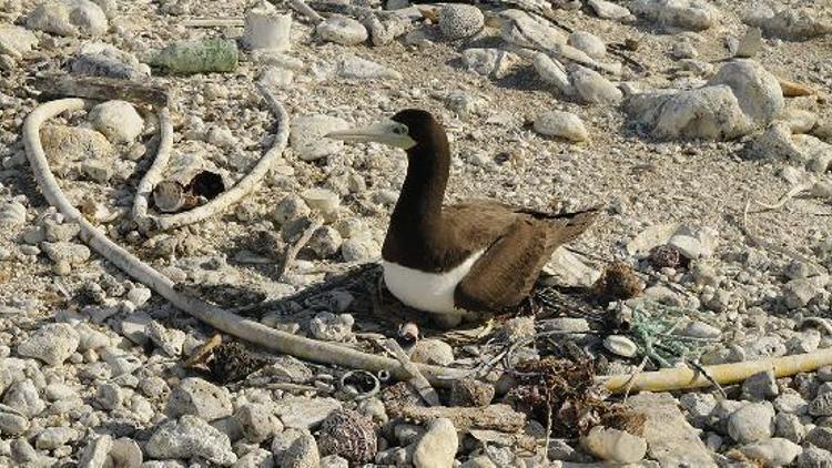 Pasifikteki deniz kuşları yuva yapmak için plastik kullanıyor