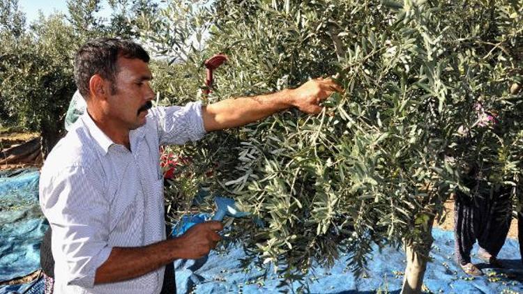 Osmaniyede zeytin hasadına başlandı