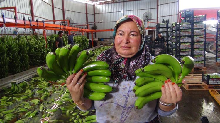 Silifke muzu üreticisinin yüzünü güldürüyor