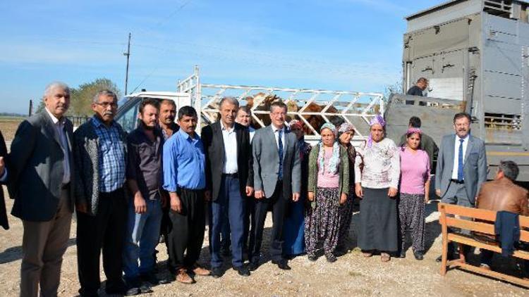 Genç çiftçi projesi kapsamında 114 büyükbaş hayvan dağıtıldı