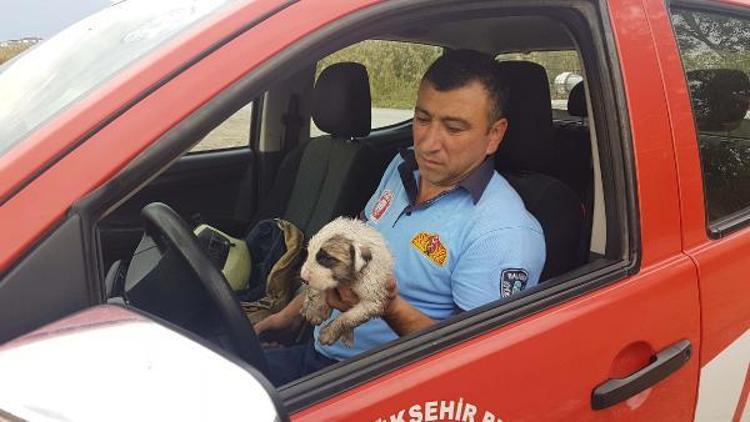 Alevlerin arasında kalan yavru köpeği itfaiye kurtardı
