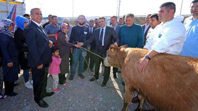 Genç çiftçilere büyükbaş hayvan dağıtımı yapıldı