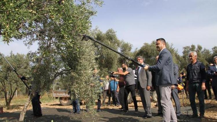 Torbalıda zeytin hasadı başladı