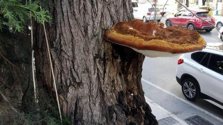 Ağaçta çıkan tepsi büyüklüğündeki mantar şaşırttı