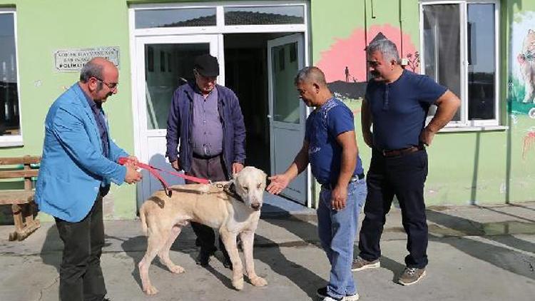Yaralı köpek Edirne Belediyesi barınağında tedavi edildi