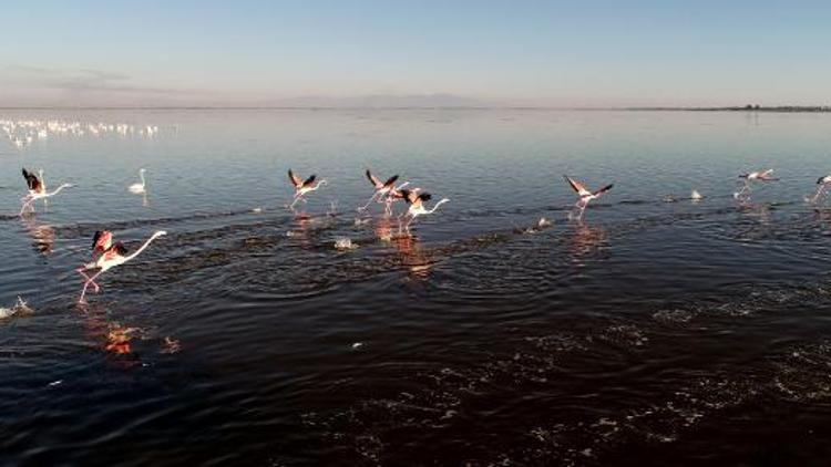 Flamingoların kışlağı Adana