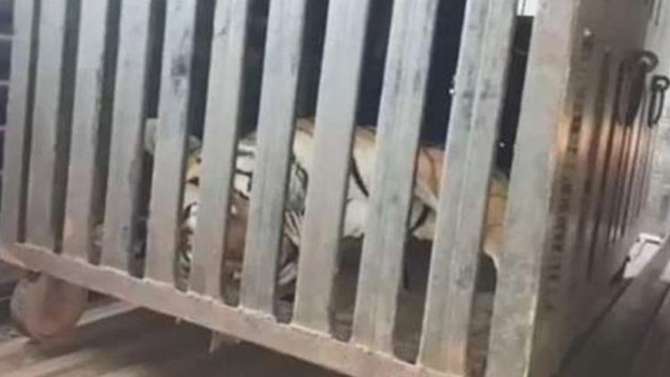 13 kişiyi yiyen kaplan öldürüldü