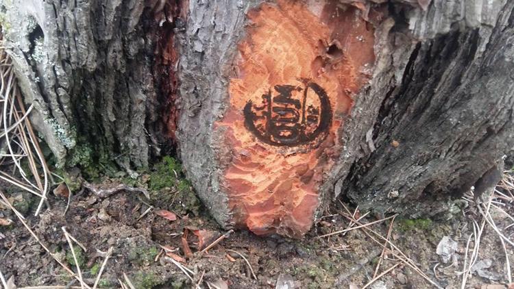 OGMden damgalı dikili ağaç atağı