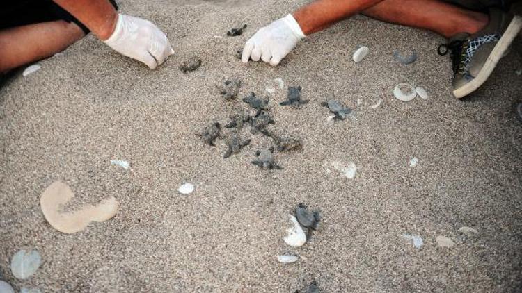 Çıralıda 22 yılın rekoru: 7 bin 612 caretta caretta yavrusu denizle buluştu