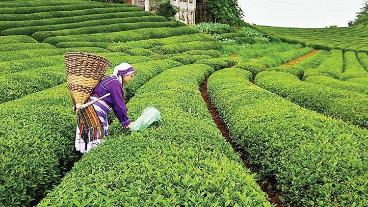 ‘Çay köyleri’ karadeniz turizmine hizmet edecek