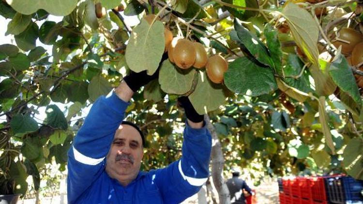 Kivide bu yıl 25 bin ton rekolte bekleniyor