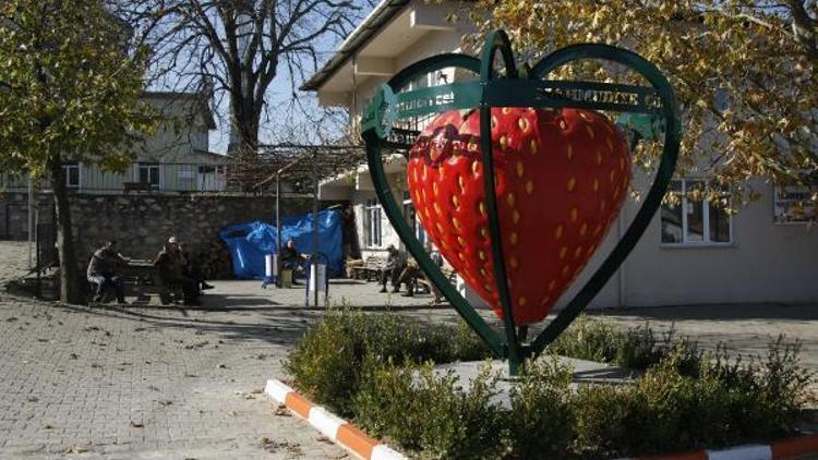 Mahmudiye çileğinde sezonun son hasadı yapılıyor