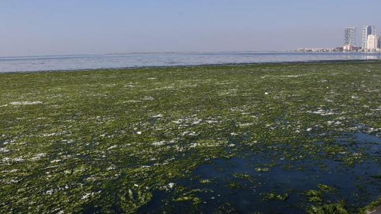 İzmirde deniz üstü marulla kaplandı