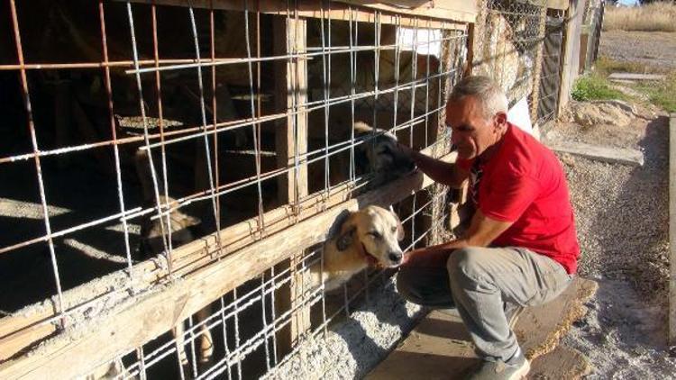 Emekli maaşıyla sokak hayvanlarına bakan emekliye para cezası