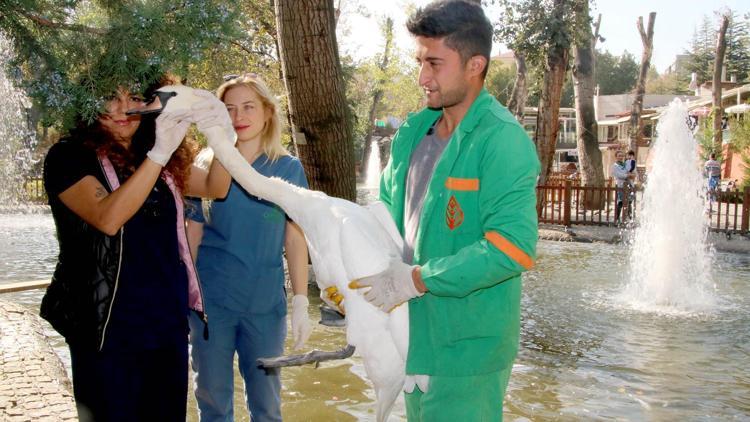 Parkın kuğularına sağlık taraması