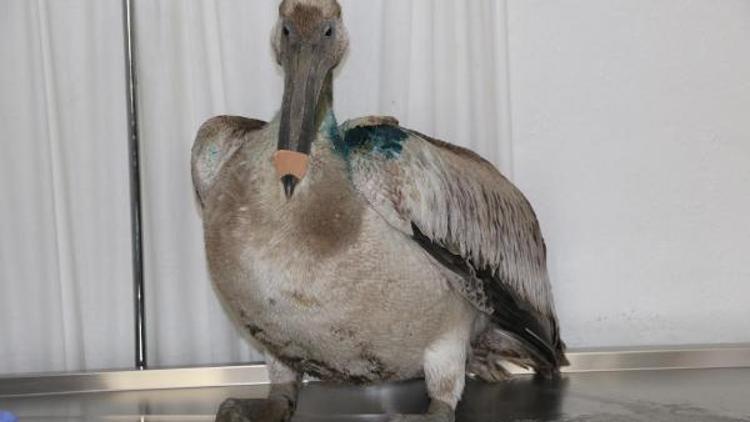 Nesli tehlike altındaki yaralı ak pelikana tedavi