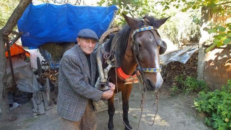 91 yaşında tarla sürüyor, ekip, biçiyor