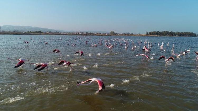 Flamingolar, Altınovadaki kuş otelinde konaklıyor