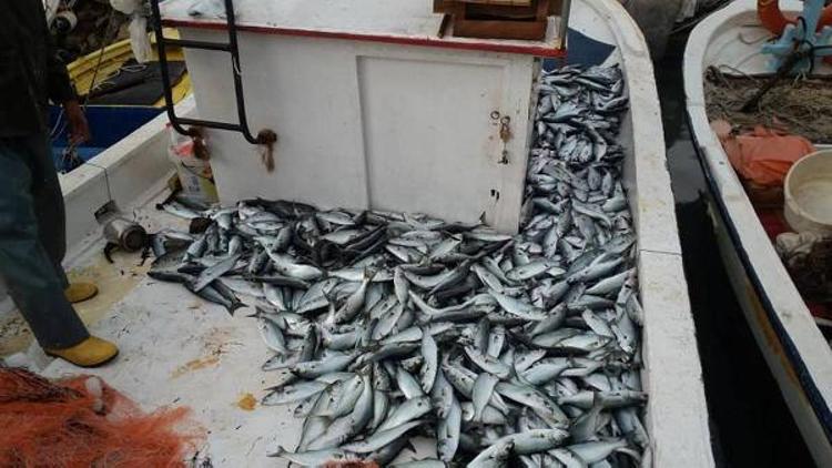 Geliboluda balıkçı kardeşlerin ağlarına 1000 lüfer takıldı