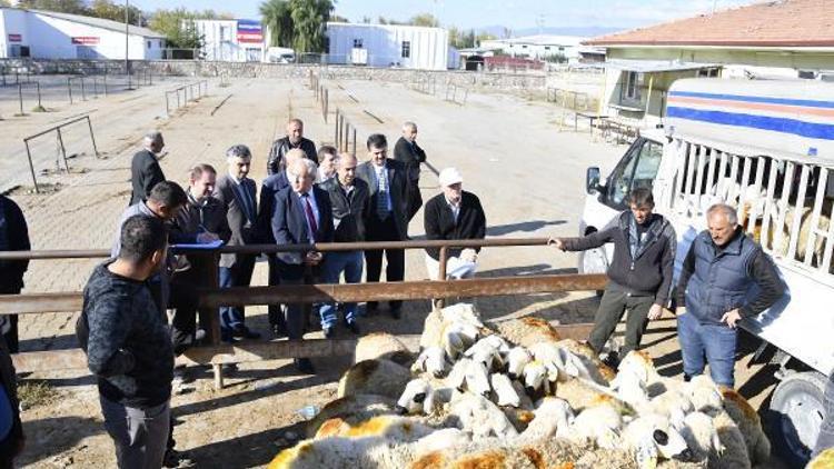 Tokatta genç çiftçilere koyunları dağıtılıyor