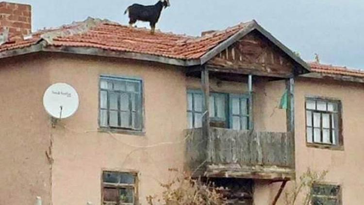 Çatıda mahsur kalan inatçı keçi kurtarıldı