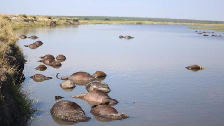 Aslanlardan kaçan yüzlerce buffalo boğularak can verdi