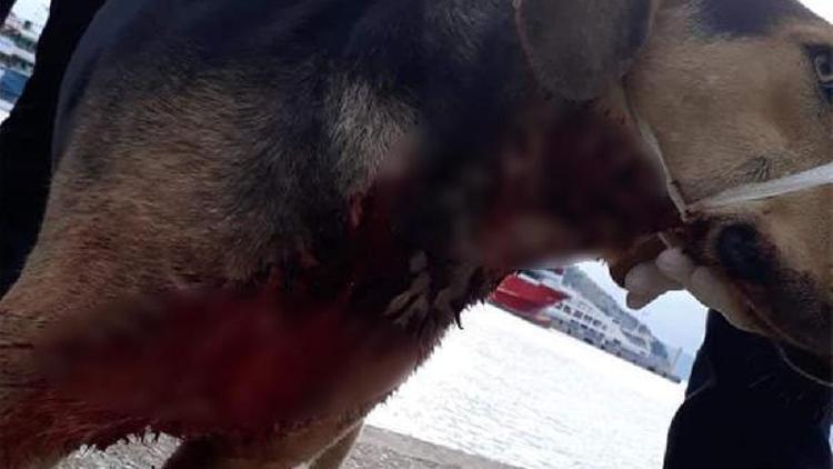 Köpek boğazından bıçaklanmış halde yaralı bulundu