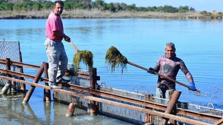 Kanallardan gelen tatlı su, Akyatan Lagününü tehdit ediyor