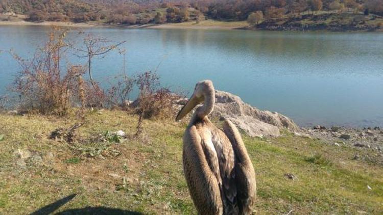 Gölet kenarında bulunan yaralı pelikan tedaviye alındı