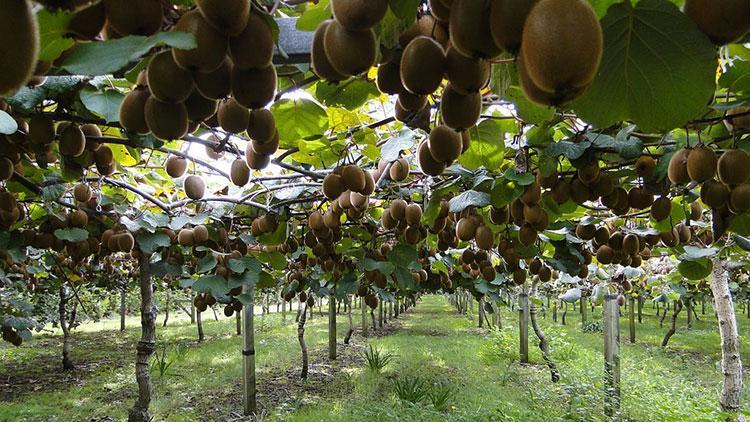 Bahçeye çevirilen bataklıkta 450 ton kivi üretildi