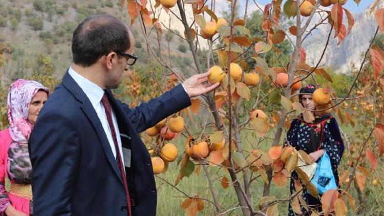 Çukurca’da yetiştirilen Trabzon hurmasının hasadına başlandı